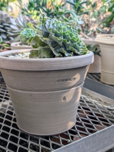 This succulent is potted in a six pound vessel, the wet weight amount of the clay used. This standardized system for marking horticultural pots was adopted by Victorian potters.