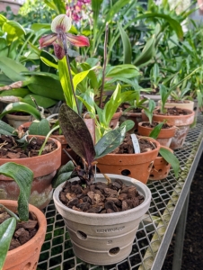 Orchid pots have holes primarily for aeration. The holes facilitate airflow to the orchid’s roots, preventing them from sitting in stagnant water.