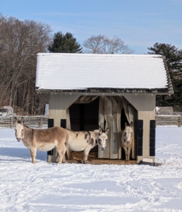 My donkeys in their nearby paddock - waiting patiently for visitors with full pockets of treats.