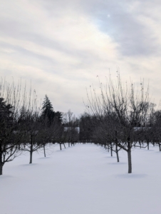 Here is a view looking through my orchard that surrounds the pool. More than 200-fruit trees are planted in this space.