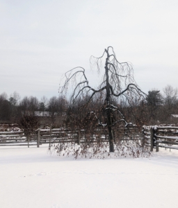 Outside my giant half-acre vegetable garden is this weeping copper beech tree, Fagus sylvatica ‘Purpurea Pendular’, an irregular spreading tree with long, weeping branches that reach the ground in summer.