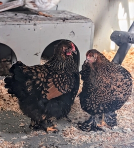 And these two are golden laced cochins, with their striking black and golden brown feathers, also from this year's poultry congress. I am looking forward to seeing all these chickens mature and thrive here at my farm.