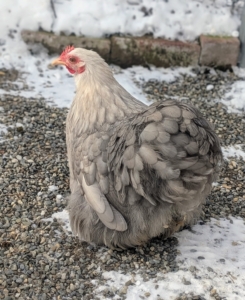 These cochins are known to be calm friendly, docile, and sweet. Right now, these birds are in a separate enclosure until they acclimate to life at my farm. In a few weeks, they can join the rest of my flock.