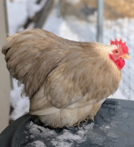 This is one of two bobtail cochins I brought home from the show. Bobtail cochins have feathered feet, flat rears, and a beautiful gray color. I’ve been raising chickens for many years. Not only do I love keeping them for their fresh, delicious eggs, but I also enjoy learning about the different breeds, varieties and their fun personalities.