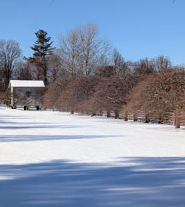 This is a row of six weeping hornbeams, Carpinus betulus Pendula. They line one side of the soccer field I set up for my grandson, Truman. These are such graceful and shapely specimen trees, very densely branched and adaptable to various soil conditions - a lovely view in any season.