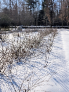 But now that it's winter and all the bushes are bare it's a good time to prune and groom them in preparation for the next growing season.