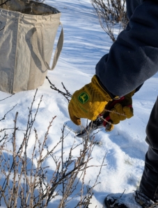 When pruning, my gardeners and outdoor grounds crew first cut all the dead, diseased, damaged, or deranged branches.