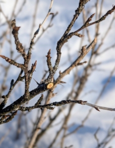 My crew always uses sharp tools, so they leave behind nice, clean cuts. If the pruners cut messily through the stems, the wounds won't heal as quickly or as neatly.