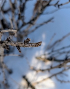 This is where a dead branch was cut - it's brown and woody.