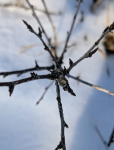 Adan also thins out the center of the currant bush, so light and air can circulate properly.