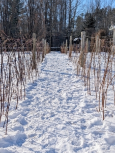 Nearby, my raspberry bushes – red, golden, and black – are also pruned. These raspberries are located outside my main greenhouse where they get full sun.