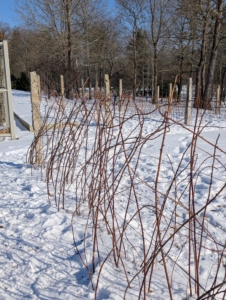 Black raspberries are identifiable by their purple canes. Raspberries are unique because their roots and crowns are perennial, while their stems or canes are biennial. A raspberry bush can produce fruit for many years.