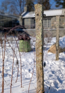 Here at my farm, they are all supported at row ends by these antique Chinese granite posts I purchased. I use them for these berries as well as for my long pergola, and to hold up my apple and pear espaliers.