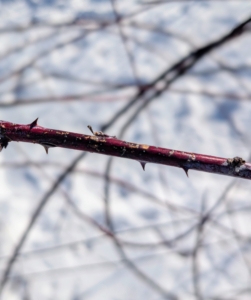 Most raspberry plants also have small thorns, or prickles, along their stems and canes – they are part of the rose family.