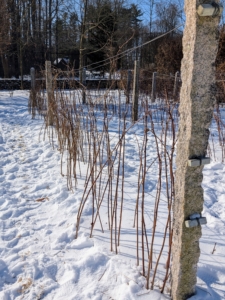 The canes are lined up along the wire to train them where to grow. Raspberry plants spread by suckers and will spread out far and wide if allowed. Unpruned raspberry bushes will still grow, but won’t yield more berries. Leaving them unpruned also makes them more prone to disease.