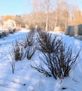 Here is a bed of currants after pruning. Once they are trimmed, everything looks uniform and level.