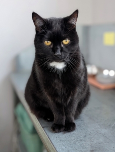 My greenhouse cat Blackie is watching all the activity, and patiently waiting for a snack.