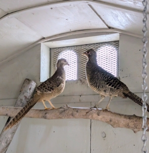 This summer, I acquired two female Golden pheasants. Their colors are more subdued showing a mottled brown all over the body.