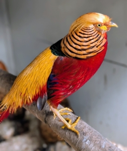 The red male has a golden-yellow crest with a hint of red at the tip. The face, throat, chin, and the sides of neck are rusty tan. The red Golden pheasant also has a layered cape of golden feathers - each layer edged in black.