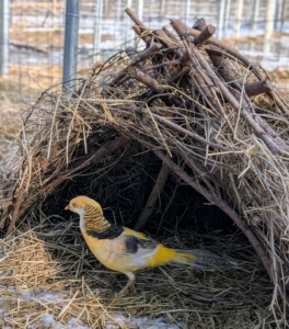 They also like to go into their natural made shelters. This is one of two in the enclosure, made out of branches and twigs.