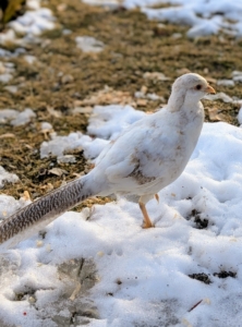 The pheasants enjoy watching the farm activity. Being near my stable, they get lots of visitors.