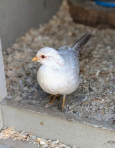 Females are more toned down in coloring and are mostly white with some tan splotches.