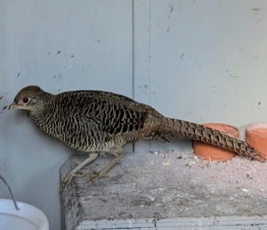 These females are smaller and lighter than the males, and have shorter tails.