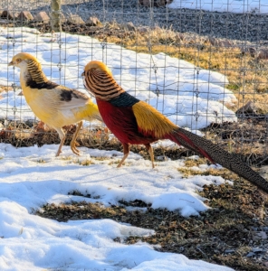 Last year, I got these Golden Pheasants - one red and one yellow. These are both males and get along very well.