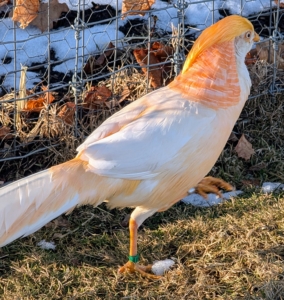 Males have a lot of white set off by a light, shiny golden breast and body and a full peachy ruff.