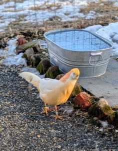 Golden Pheasants also have excellent vision because of additional cone cells in their retinas. While humans have three types of cones enabling the recognition of reds, blues, and greens, Golden pheasants have four - they are sensitive to ultraviolet light, a range invisible to the human eye.