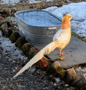 Golden pheasants are small, but stunning, weighing up to two pounds when fully mature. I know they'll be very happy here with the rest of their nye.