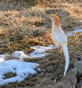 All Golden pheasants communicate with a variety of calls used in different situations.