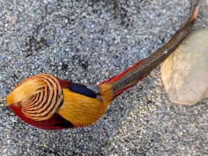 The upper back is green, its body is largely scarlet red, and the rest of the back and rump is golden-yellow.