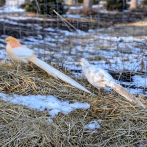 But my latest pair is this one - peach Golden pheasants, strikingly rare in their coloration. The one on the left is the male, or cock, and the one on the right is a female, or hen.