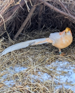 Both the male and female have only been at my farm for a little more than a week, but they're already outside exploring their enclosure.