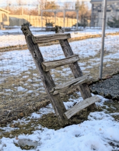 They enjoy perching on their ladders, which are made right here from felled trees.