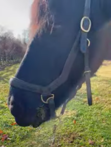 Last month he did not look as alert or as happy. He was demonstrating difficulty moving and chewing his food. He was also quite weak and dull.