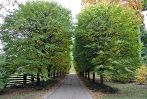 These lindens have grown beautifully here at the farm. This photo was taken in summer when the trees were all full of leaves. Lindens have a loose canopy that produces dappled shade on the ground below, allowing in just enough sunlight for shade grasses and flowers to develop nicely.