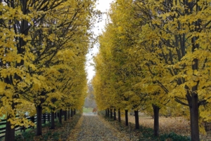 And in autumn, the leaves take on a beautiful golden hue before eventually dropping.