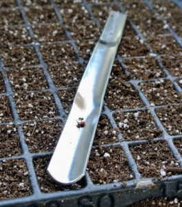 This is a great multipurpose tool for seed starting - it's from Johnny's Selected Seeds. It's called a widger. It has a convex stainless steel blade that delicately separates seedlings.