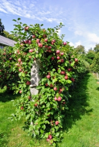 Every year my apple trees produce a multitude of delicious fruits. This is my dwarf apple espalier behind my carport.