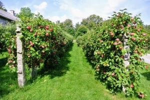 Espalier refers to an ancient technique, resulting in trees that grow flat, either against a wall, or along a wire-strung framework. They’re supported on wire attached to strong antique granite posts from China originally used as grape supports. There are four rows of espaliered apples here. I also have espaliered Gravenstein apples across the carriage road and espaliered apples in my living maze.