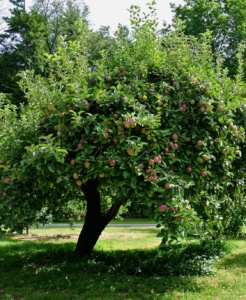 Some of the trees I maintain are original to the farm. They also continue to produce so many wonderful fruits.