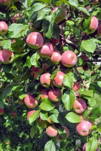 The apple tree is a deciduous tree in the rose family best known for its sweet, pomaceous fruit. These trees do so well because I take excellent care of them. All my apple trees are fed and pruned regularly during the year.