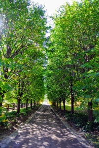 Here they are in late summer just before the leaves turn. Linden trees are easy to care for and ideal for urban landscapes because they tolerate a wide range of adverse conditions, including pollution.