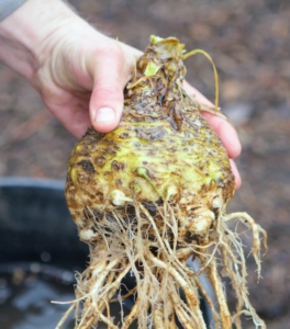 Celeriac is a long-season vegetable that takes more than 100 days to mature from seed. I love to use it for soups. It's also high in vitamins A, C, and K.