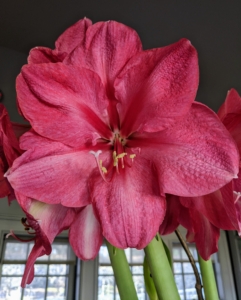 The genus Amaryllis comes from the Greek word amarysso, which means “to sparkle.” Amaryllis flowers range from four to 10 inches in size and can be either single or double in form.