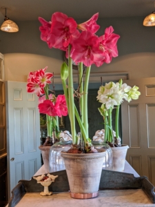 Some of you may remember the gorgeous trumpet amaryllis blooms I have forced in previous years. I love to bring them into my Winter House as soon as they open. Of all flowering bulbs, amaryllis are the easiest to bring to bloom. This flower originated in South Africa and comes in many beautiful varieties.