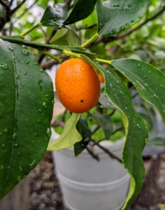 Also small is the Nagami kumquat, Fortunella margarita – the most commonly grown type of kumquat. The tree is small to medium in size with a dense and somewhat fine texture. These trees are quite cold-hardy because of their tendency to go semi-dormant from late fall to early spring. Unlike other citrus fruits, which have thick, pithy rinds, kumquat peel is thin and soft, and perfectly edible.