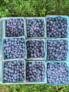 Blueberries are among the most popular berries for eating. Here in the United States, they are second only to strawberries.